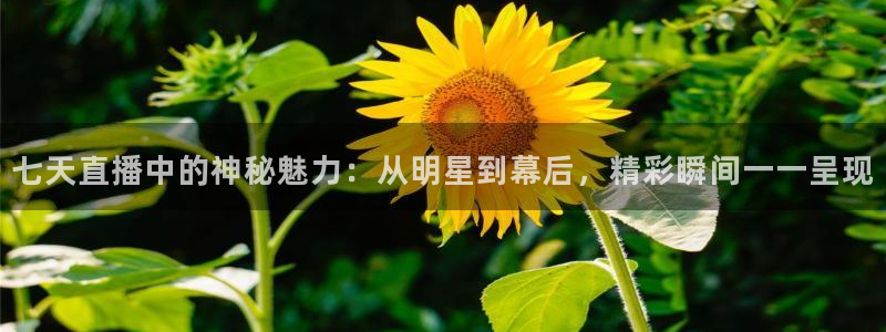 说球帝nba直播免费：七天直播中的神秘魅力：从明星到幕后，精彩瞬间一一呈现
