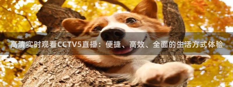 说球帝直播：高清实时观看CCTV5直播：便捷、高效、全面的生活方式体验
